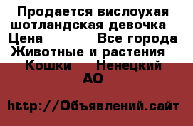 Продается вислоухая шотландская девочка › Цена ­ 8 500 - Все города Животные и растения » Кошки   . Ненецкий АО